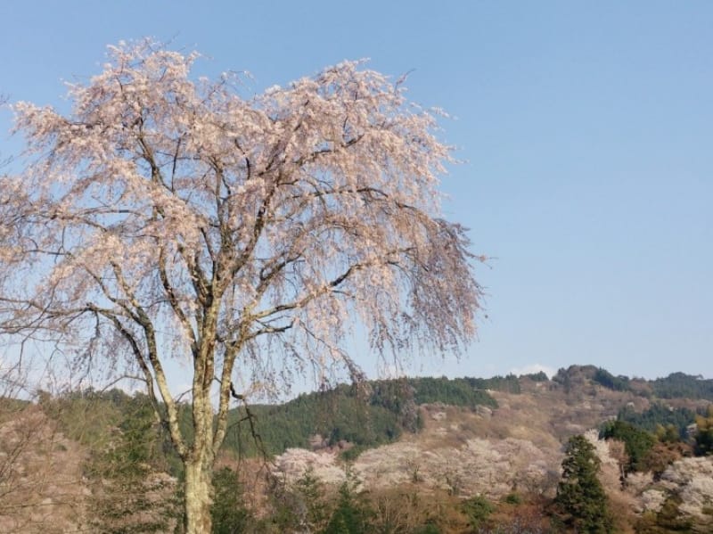 96366:世界遺産 吉野山で雄大な自然に触れよう!