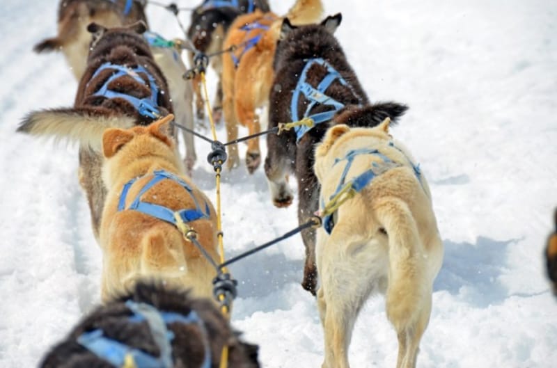 犬ぞりを引くリレハンメルのアラスカ犬