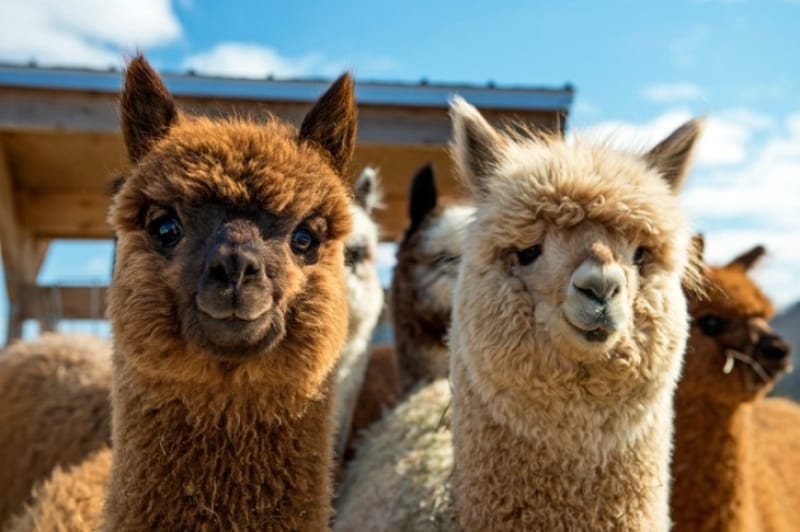 動物好きにはたまらない・那須どうぶつ王国