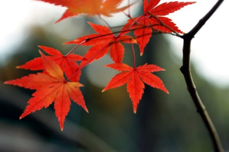北野天満宮のみどころ ~紅葉~