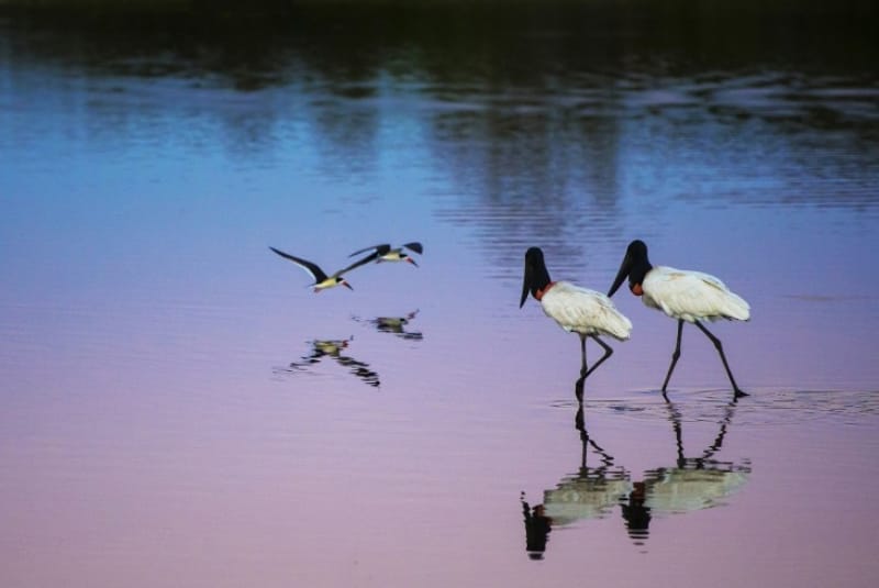 14)野鳥の王国「パンタナル自然保全地域」(自然遺産・2000年登録)