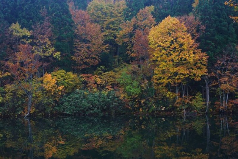 ブナ林が作り出す紅葉・道院高原