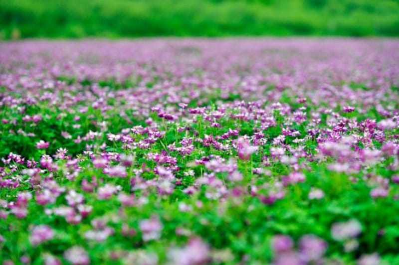 一面の花畑が幻想的・あわじ花さじき