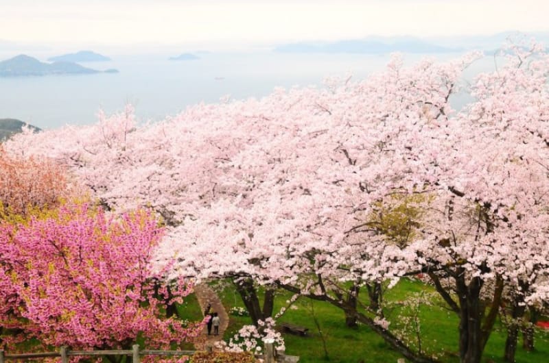 101696:あなたが出会う「紫雲出山の桜」はどんな表情?