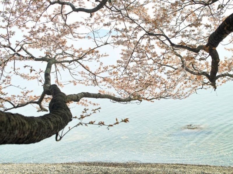94301:満開の桜と琵琶湖、そして竹生島