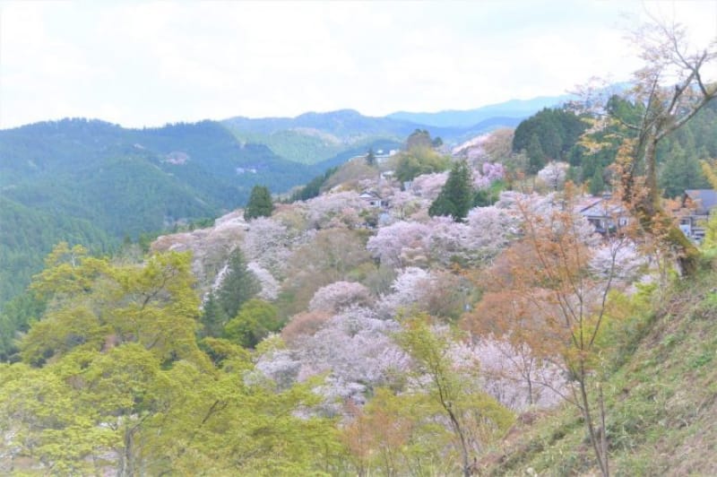 100424:山桜が一望できる絶景スポットに到着!