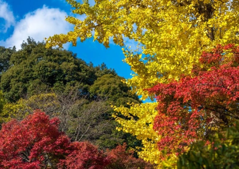 長い歴史を感じさせるモミジ・北岡自然公園