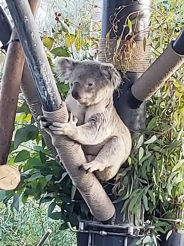 サンディエゴ動物園は世界最大級の動物園 1日中遊楽しめる場所 Tabiyori どんな時も旅日和に Part 2