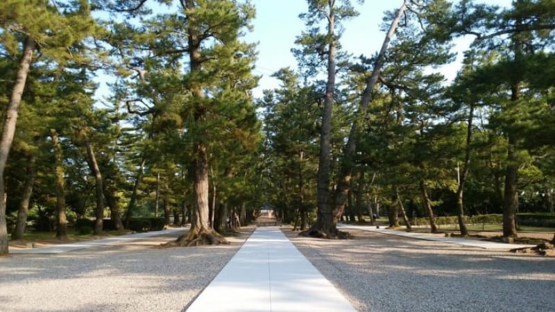 101976:出雲大社の松林は神話の宿る美しさ