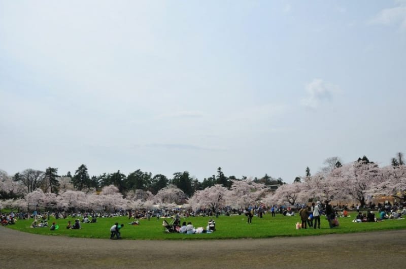 弘前公園でピクニックってどんな感じ?