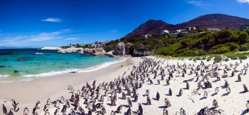 絶景その⓶ ボルダスビーチでペンギン