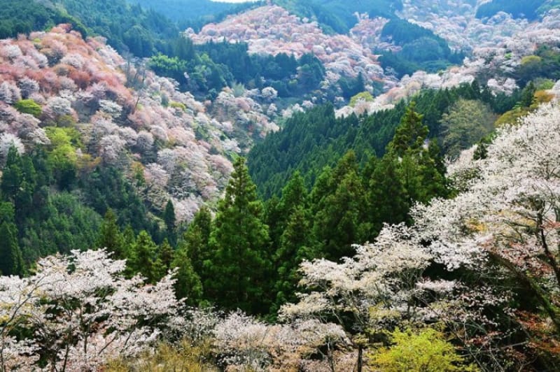 その数3万本?!他に類を見ない千本桜
