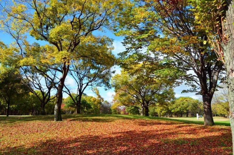 ファミリーにも人気・花博記念公園鶴見緑地