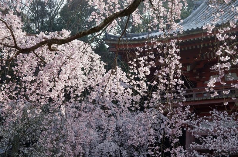 3.醍醐寺の四季
